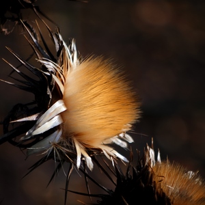 Deux chardons avec contraste de lumière - Belgique  - collection de photos clin d'oeil, catégorie plantes